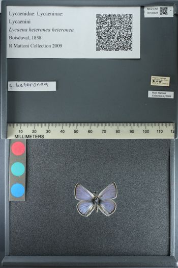 Media type: image;   Entomology 183624